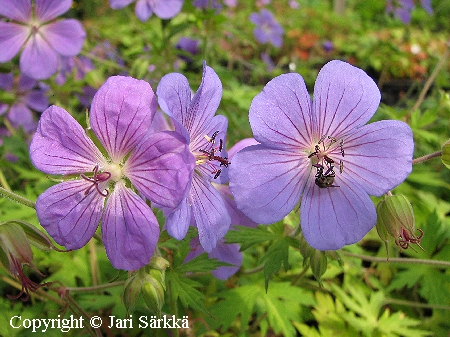 Jalokurjenpolvi - trädgårdsnäva - Geranium 'Blue Sunrise'